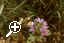 Common_Mallow_and_Wild_Chamomile > Simply click to enlarge... then use the [Back] button to return