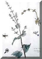 Wild_Clary_Brookside_-_painting_1985 > Simply click to enlarge... then use the [Back] button to return