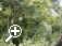 _Hemlock_elderberry_nettle_cleavers > Simply click to enlarge... then use the [Back] button to return