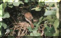 Female Red-backed Shrike.