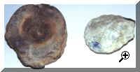 Plieosaur vertebra (swimming dinosaur) 160,000,000bc Mesozoic Era and Ovate hand axe Lower Palaeolithic 400,000-60,000bc
